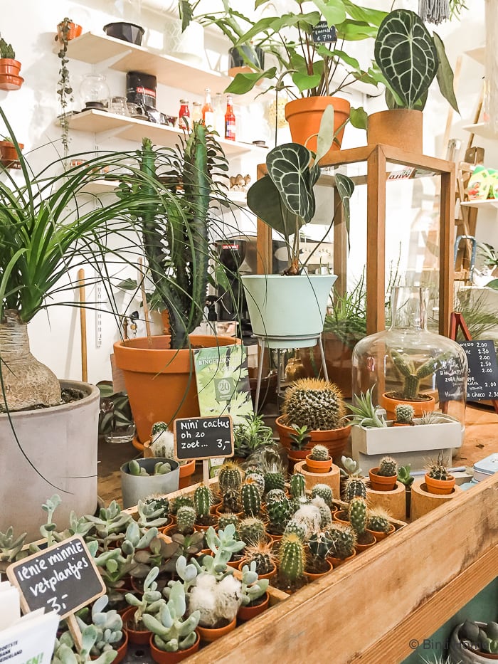 Cactus verzameling Bijzondere planten shoppen bij Wildernis Amsterdam ©BintiHome