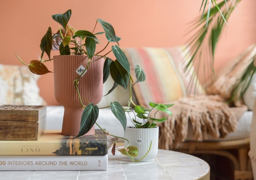 aanwijzing tempo Omgeving Kies voor een kleurrijke plantenpot in huis - stylingtips met planten!