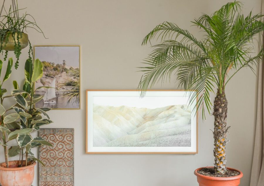 De mooiste Palmboom als kamerplant in de woonkamer