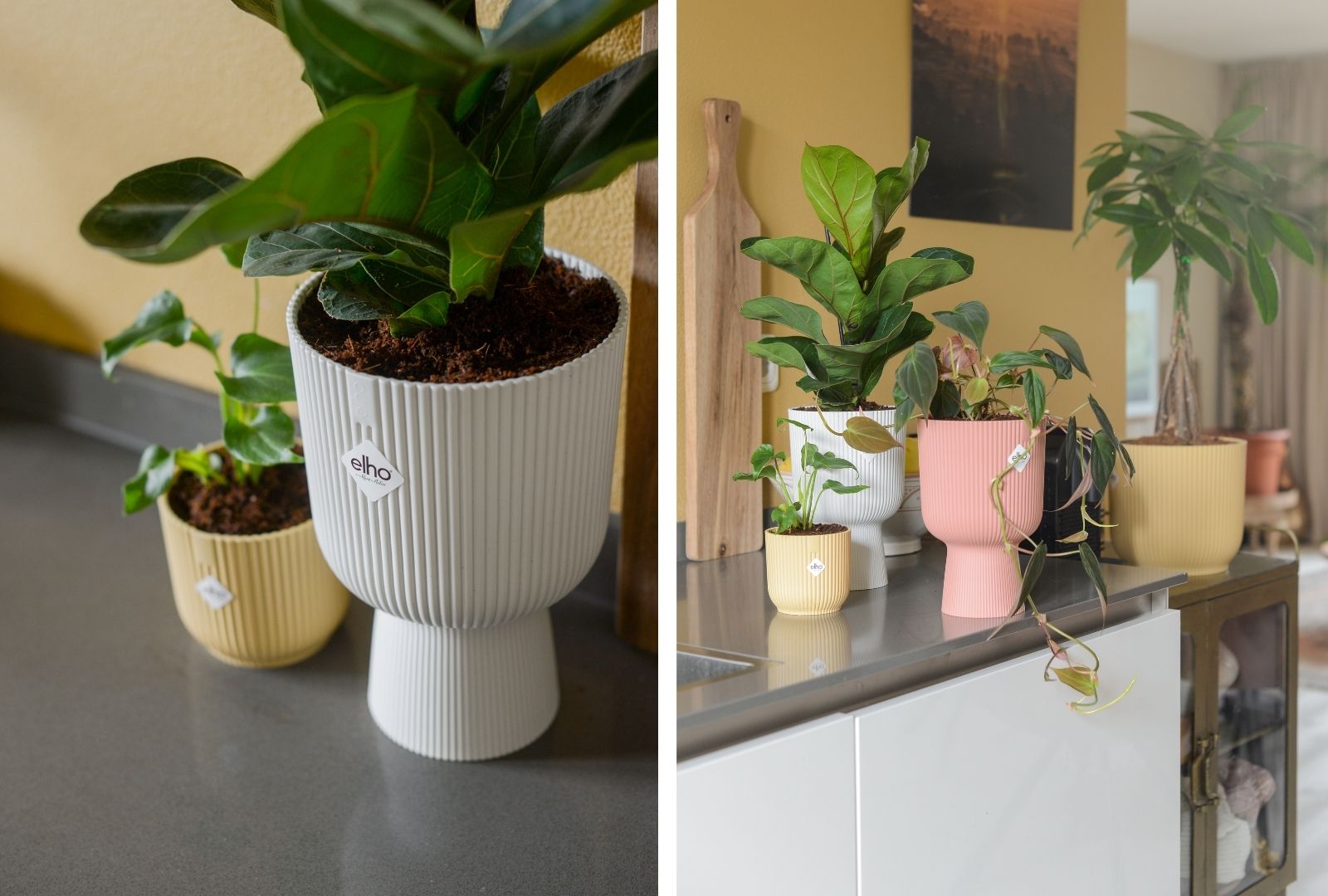 Stylingtips met planten in huis ©BintiHome